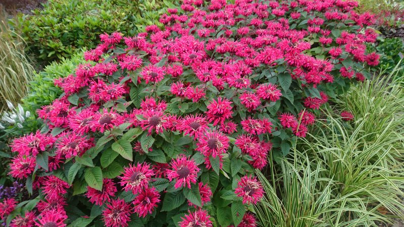 Monarda 'Bee Happy' Väriminttu